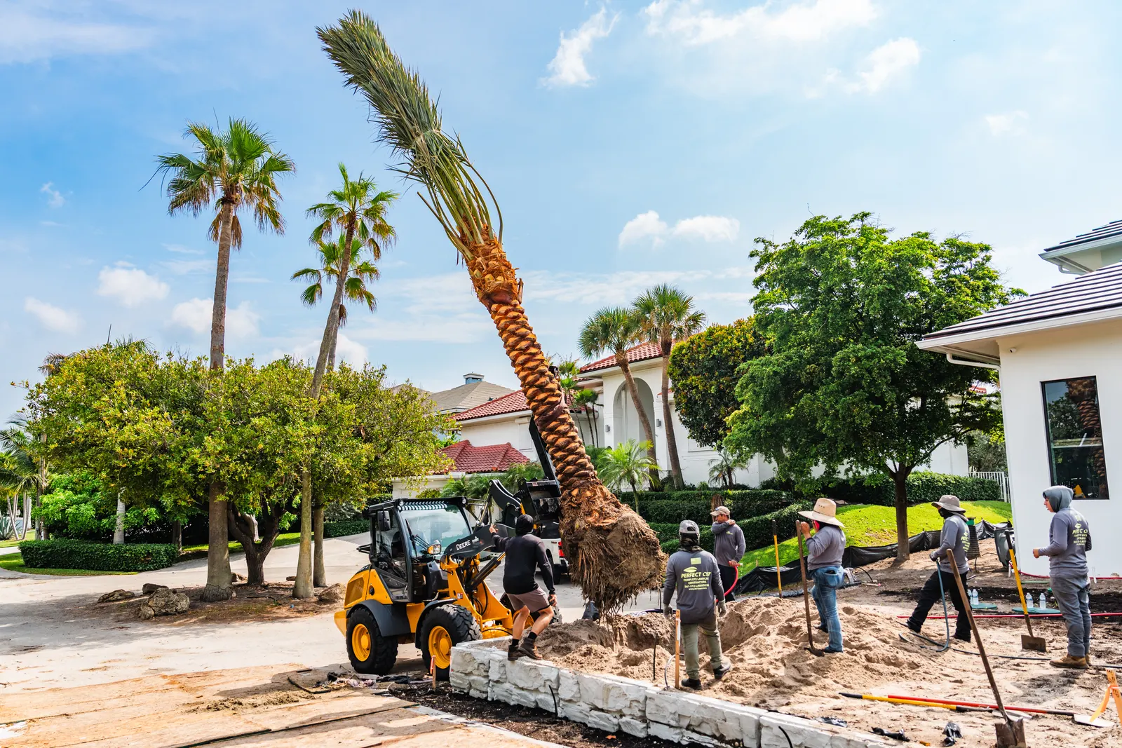 Perfect Cut crew installing a mature palm at a residential estate